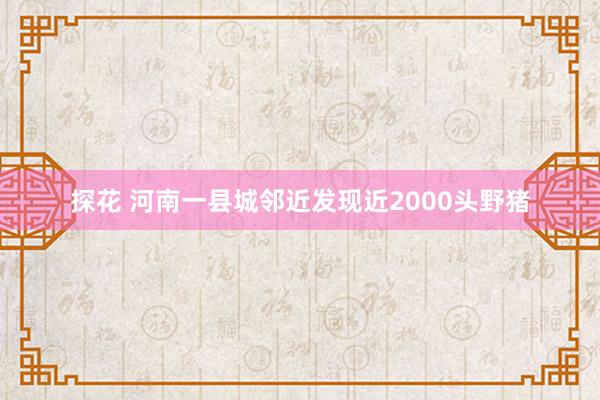 探花 河南一县城邻近发现近2000头野猪